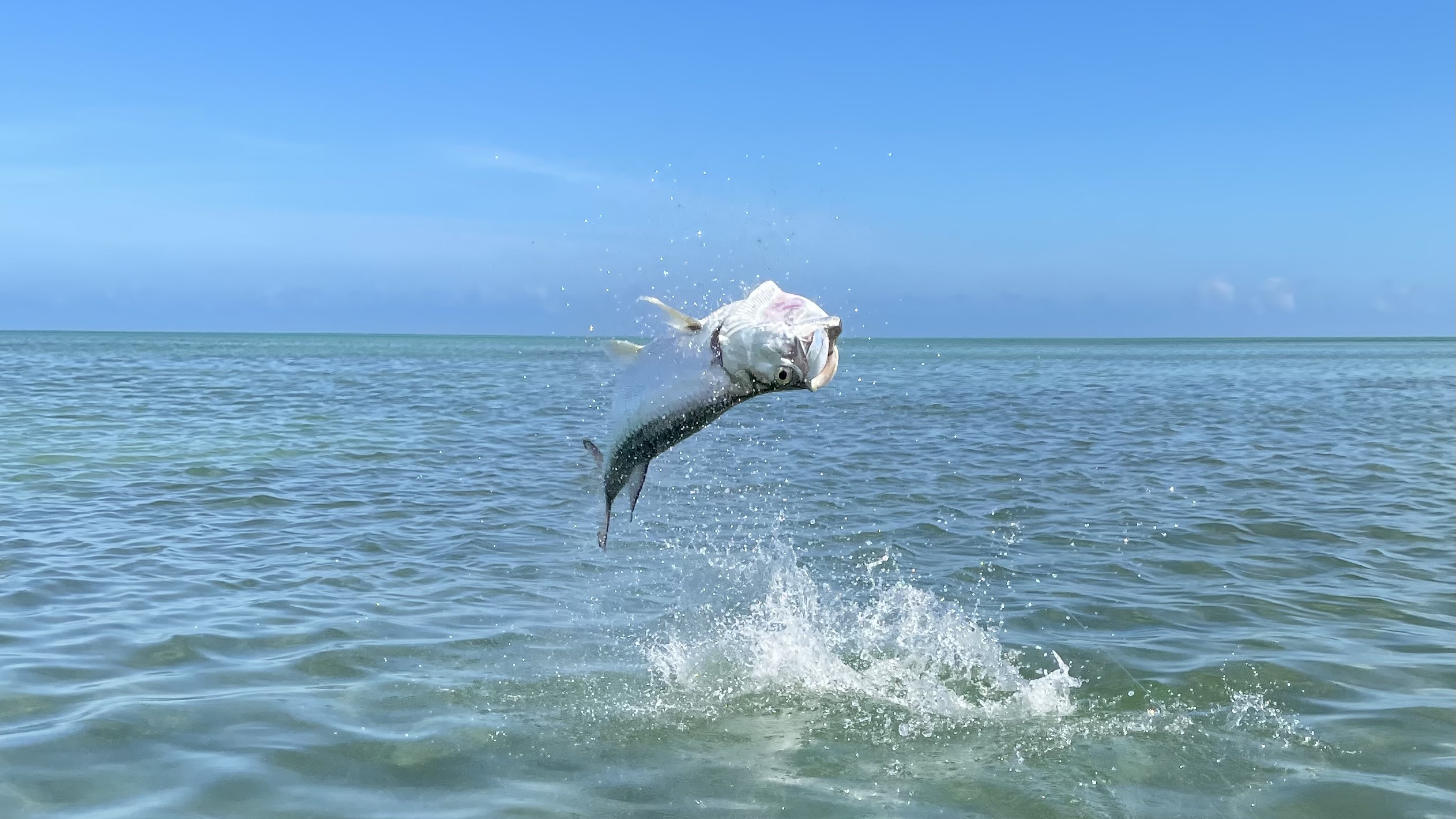 Tarpon jumping